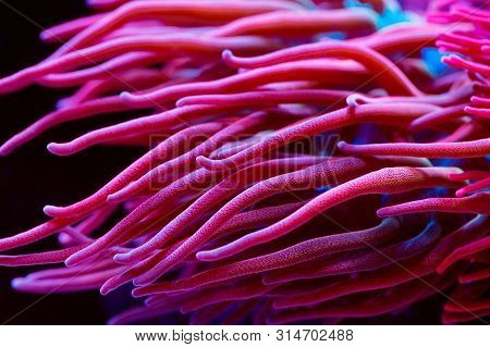 Anemones. Beautiful And Colorful Corals In A Marine Aquarium.