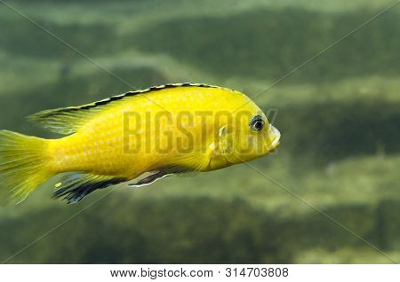 Yellow Labidochromis Caeruleus Fish One In The Water
