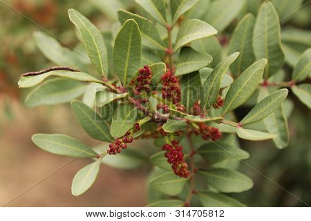 Pistacia Lentiscus In The Garden In Spring