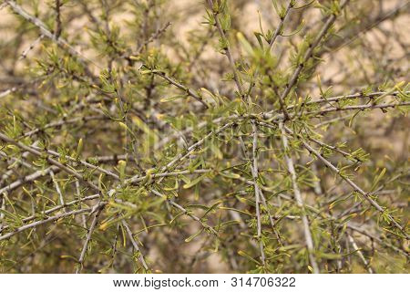 Rhamnus Lycioides Plant In The Garden Under The Sun