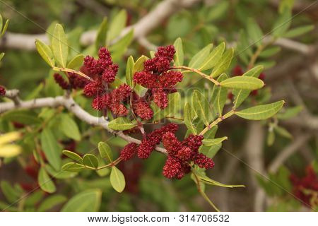 Pistacia Lentiscus In The Garden In Spring