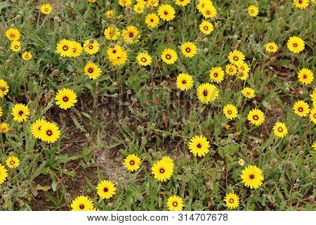 Reichardia Tingitana Yellow Flowers In The Garden In Spring