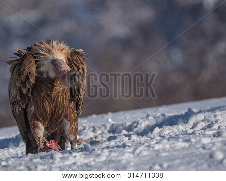 Griffon Vulture (gyps Fulvus)  Eating, In Wintertime.