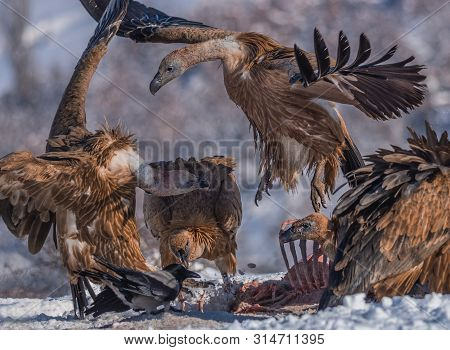 Griffon Vultures (gyps Fulvus) Eating And Fighting For Food, In Wintertime.