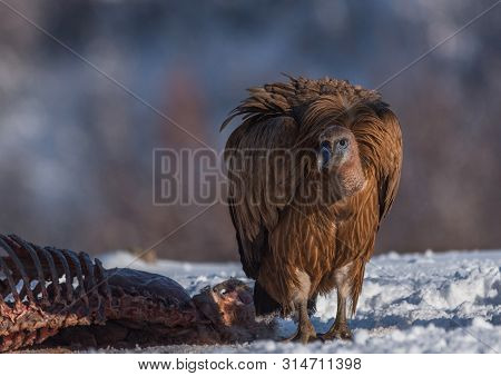 Griffon Vultures (gyps Fulvus) After Eating, In Wintertime.