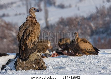 Griffon Vultures Eating And Fighting For Food, In Wintertime.