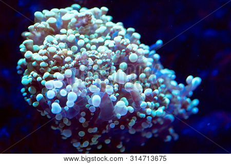 Anemones. Beautiful And Colorful Corals In A Marine Aquarium.