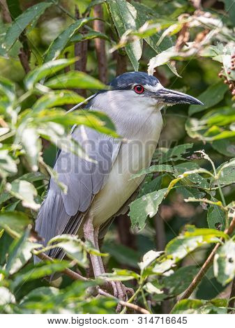 Black Crowned Night Heron, Nycticorax Nycticorax, Or Black Capped Night Heron, Commonly Shortened To