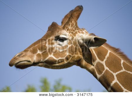 Girafe