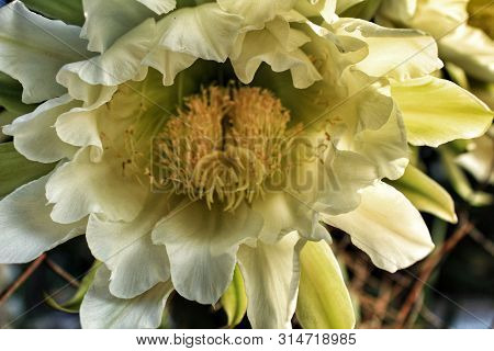 Beautiful Echinopsis Pachanoi Flowers In Summer In The Garden