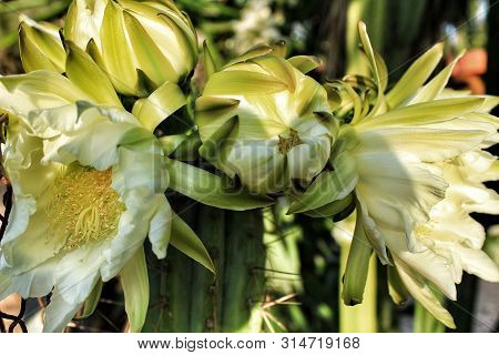 Echinopsis Pachanoi Flowers In Summer Under The Sun