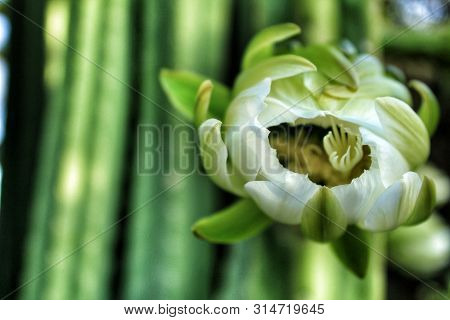 Echinopsis Pachanoi Flowers In Summer In Spring