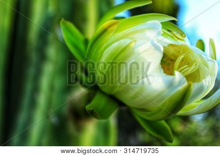 Echinopsis Pachanoi Flowers In Summer In Spring