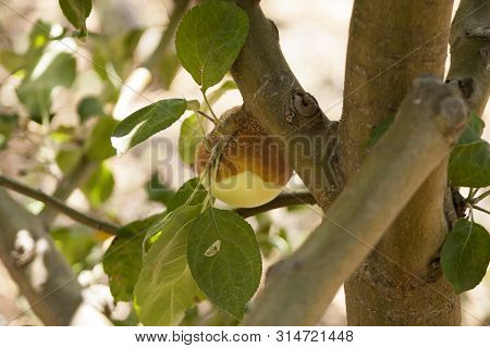Rotten Apple Hangs On An Apple Tree, Apple Tree Moniliosis
