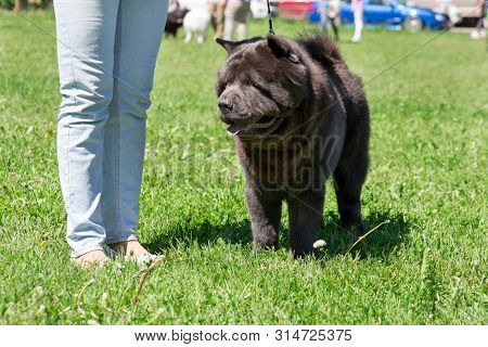 Cute Chow Chow Is Standing On A Green Grass With His Owner. Pet Animals.