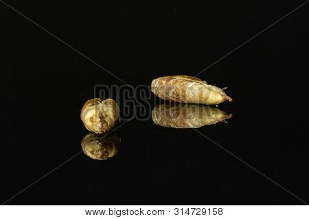Group Of Two Pieces Of Dried Brown Date Medjool Isolated On Black Glass