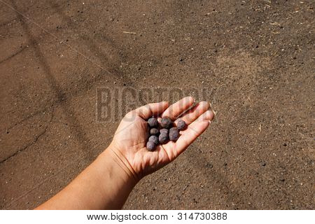 Iron Ore Taconite Pellets In Human Hand