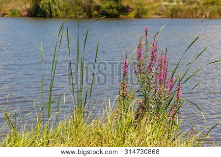 Purple Loosestrife (lythrum Salicaria) Flowers On A Lakeshore