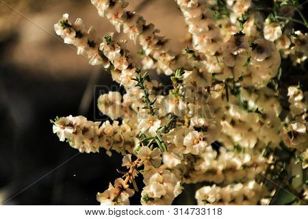 Beautiful And Colorful Salsola Oppositifolia Flowers Under The Sun In Autumn