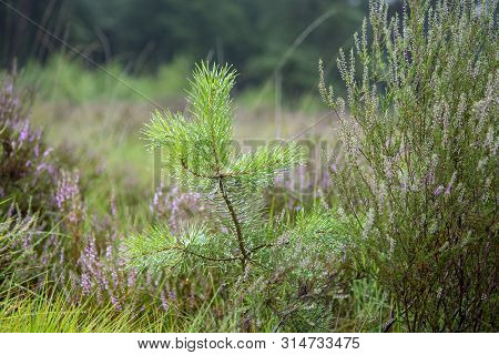 Blossom Of Heather Plants And Young Pine Tree In Kempen Forest, Brabant, Netherland, Close Up