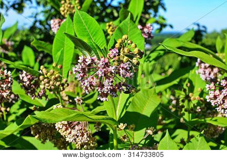 Soft Pink Flowers Of Common Milkweed (asclepias Syriaca)