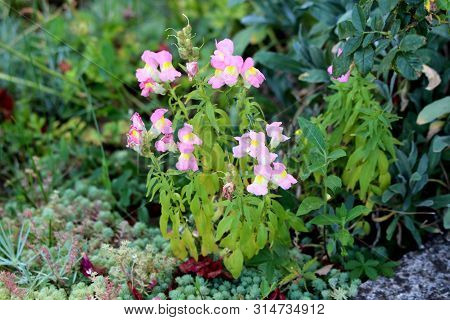Common Snapdragon Or Antirrhinum Majus Flowering Plants With Light Pink Open Blooming Flowers Growin