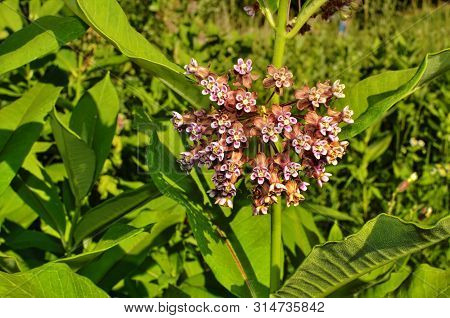 Soft Pink Flowers Of Common Milkweed (asclepias Syriaca)