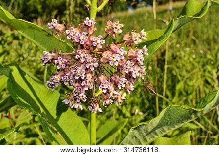 Soft Pink Flowers Of Common Milkweed (asclepias Syriaca)