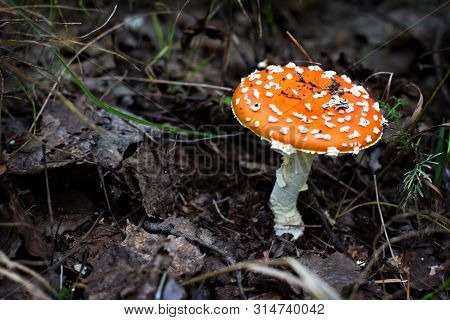 Amanita In The Forest.