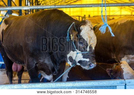 Animal For The Feast Of Sacrifice. (kurban Bayrami, Aid Al Adha) Sacrifice Holiday. Turkey.