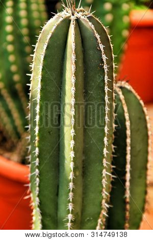 Marginatocereus Marginatus Cactus Plant In The Garden