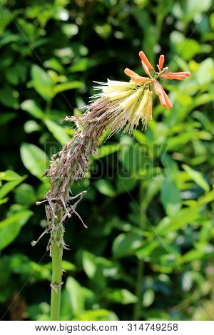 Kniphofia Or Tritoma Or Red Hot Poker Or Torch Lily Or Knofflers Or Poker Plant With Partially Dried