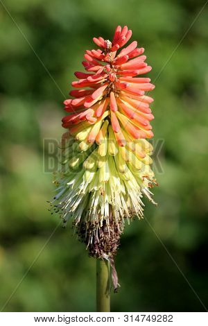 Kniphofia Or Tritoma Or Red Hot Poker Or Torch Lily Or Knofflers Or Poker Plant With Spike Of Uprigh