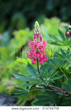 Lupin Or Lupinus Or Lupine Herbaceous Perennial Flowering Plant With Dense Closed Pea Like Flowers O