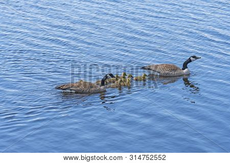 Goose Parents Protecting Their Brood In Horicon Marsh In Wisconsin