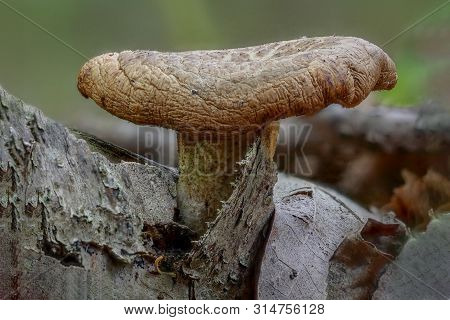 Paxillus Involutus, Single Mushroom Between Tree Bark And Leaves
