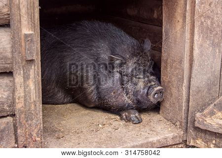 Sow Resting In A Wooden Shed. Pot-bellied Pig Is In The Barn. Big Black Pig Sleeping In Sty At Farm.