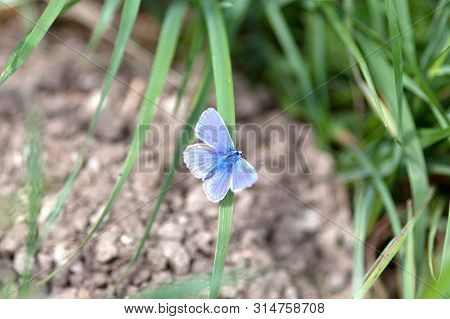 Common Blue Butterfly (polyommatus Icarus) - Blue Butterfly In Meadow