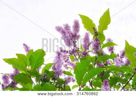 Lilac Shrub Flowers Blooming In Spring Garden. Common Lilac Syringa Vulgaris Bush Branches On White 