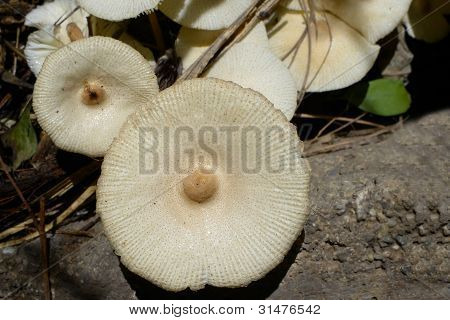 fungo