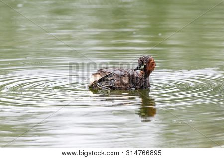 Little Grebe - Tachybaptus Ruficollis - At A Wetland, Beijing, China