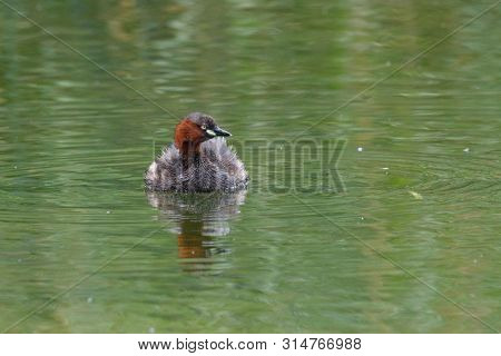 Little Grebe - Tachybaptus Ruficollis - At A Wetland, Beijing, China