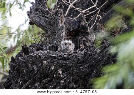 Oriental Scops Owl (otus Sunia) , Owlet,  At Beijing, China