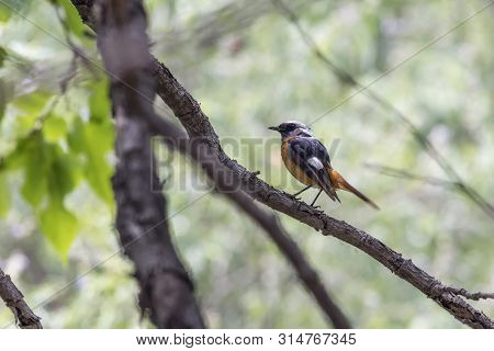 Daurian Redstart  Bird At Beijing, China,  Phoenicurus Auroreus
