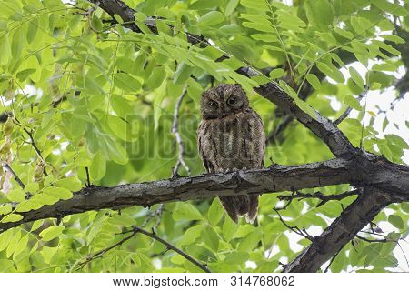 Oriental Scops Owl (otus Sunia) ,  At Beijing, China