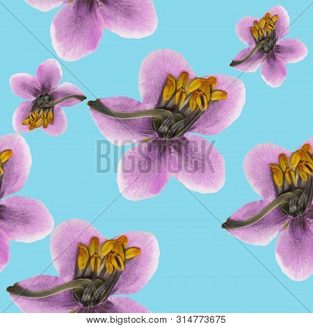 Pyrola. Texture Of Flowers. Seamless Pattern For Continuous Replicate. Floral Background, Photo Coll