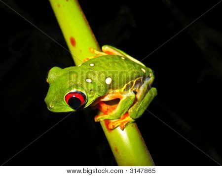 rouge aux yeux de grenouille arboricole avec des taches blanches sur