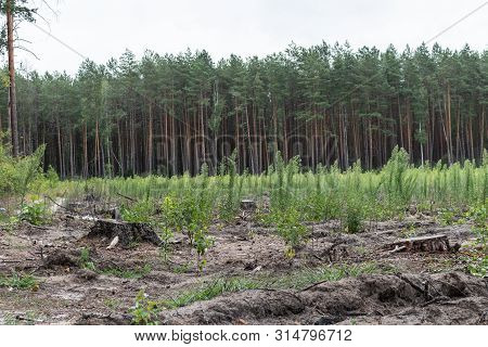 Deforestation. Timber Stack On Clearcutting Area. Clearcut Area