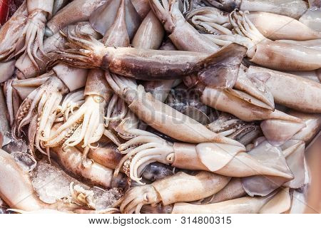 Squid For Sale On Khlong Toei Market, Bangkok, Thailand.