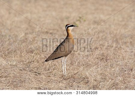Indian Courser, Cursorius Coromandelicus, Wildlife Of Saswad In Maharashtra